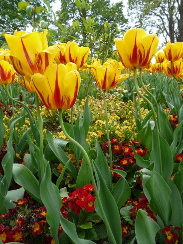 Tulips in Richmond Park